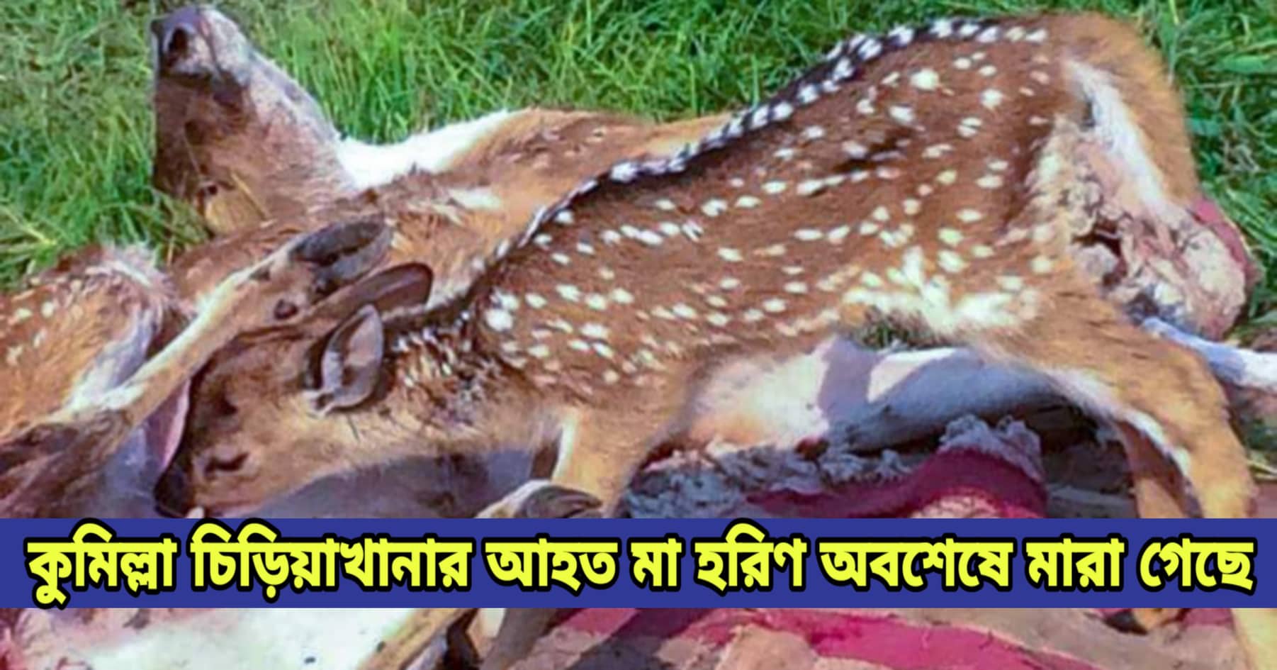 news-image