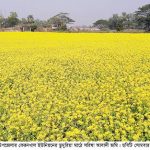 চান্দিনায় সরিষা চাষে স্বপ্ন দেখছে কৃষক