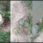 রামপুর-বাবুটিপাড়া সড়কের অসংখ্য গাছ কেটে বিক্রি করেছে প্রভাবশালী মহল