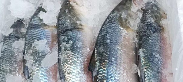 আখাউড়া স্থলবন্দর দিয়ে ভারতে গেল ৩২২৫ কেজি ইলিশ