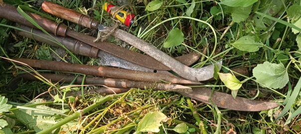 গরুর ঘাস কাটতে গিয়ে দেখা মিলে