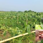 গাছের সাথে এ কেমন শত্রুতা! ২০ শতক জমির লাউ গাছ কেটে দিল দুর্বৃত্তরা