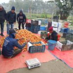 ৪ মাসে কোটি টাকারও বেশী ব্যবসা; কুমিল্লার বুড়িচংয়ে ইউটিউব দেখে টমেটো চাষে সফল কৃষক!