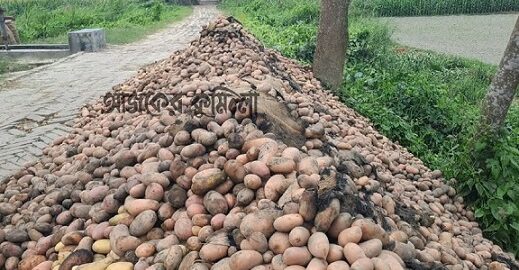 কুমিল্লার দাউদকান্দিতে কৃষকের আলু পুড়লো দুর্বৃত্তের আগুনে