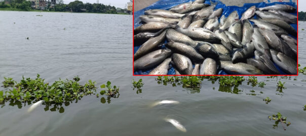বিদ্যুৎতের তার ছিড়ে প্রজেক্টের অর্ধকোটি টাকার মাছ মরে গেছে