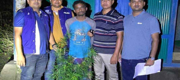 মুরাদনগরে নিজ বাড়িতে গাঁজা চাষ: মাদক ব্যবসায়ী গ্রেপ্তার